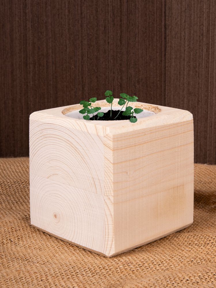 Набор для выращивания «Экокуб», мелисса / Миниатюра имиджевого (1000)