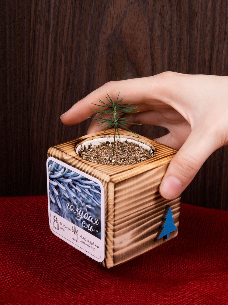 Набор для выращивания с органайзером «Экокуб Burn», ель голубая / Миниатюра имиджевого (1000)