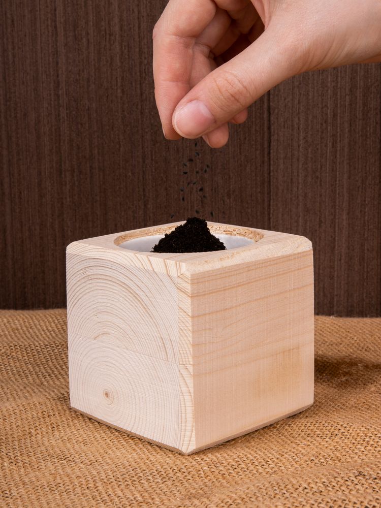 Набор для выращивания «Экокуб», сосна / Миниатюра имиджевого (1000)