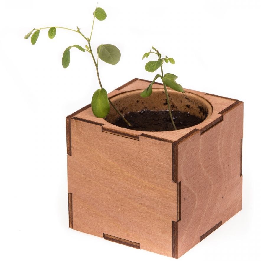 Набор для выращивания «Экокуб Lite», акация / Миниатюра WWW (1000)