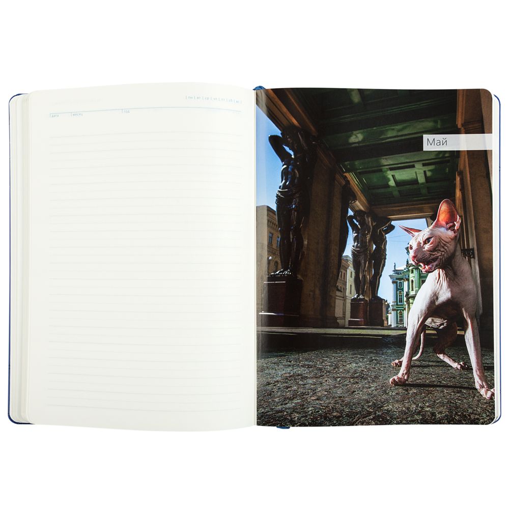 Ежедневник «Эрмитажные коты», синий, уценка / Миниатюра WWW (1000)