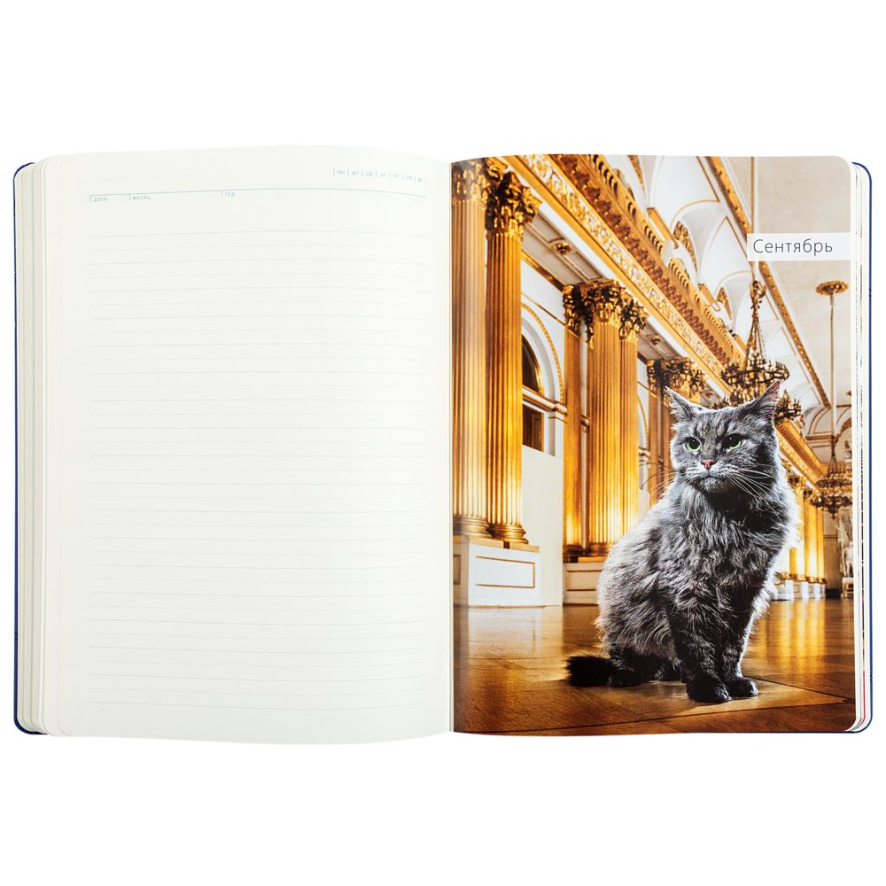 Ежедневник «Эрмитажные коты», синий, уценка / Миниатюра WWW (1000)
