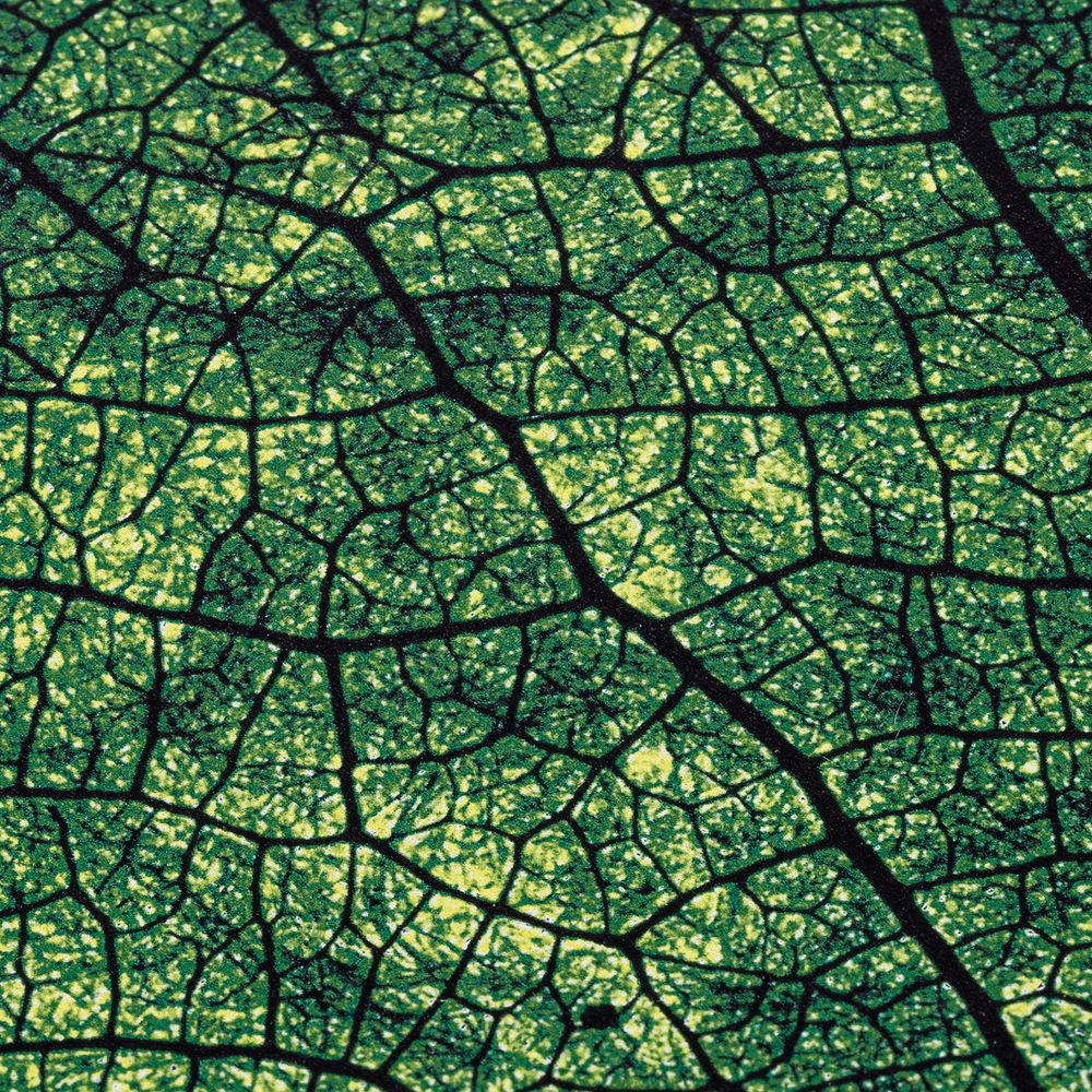 Ежедневник Evergreen, недатированный / Миниатюра WWW (1000)